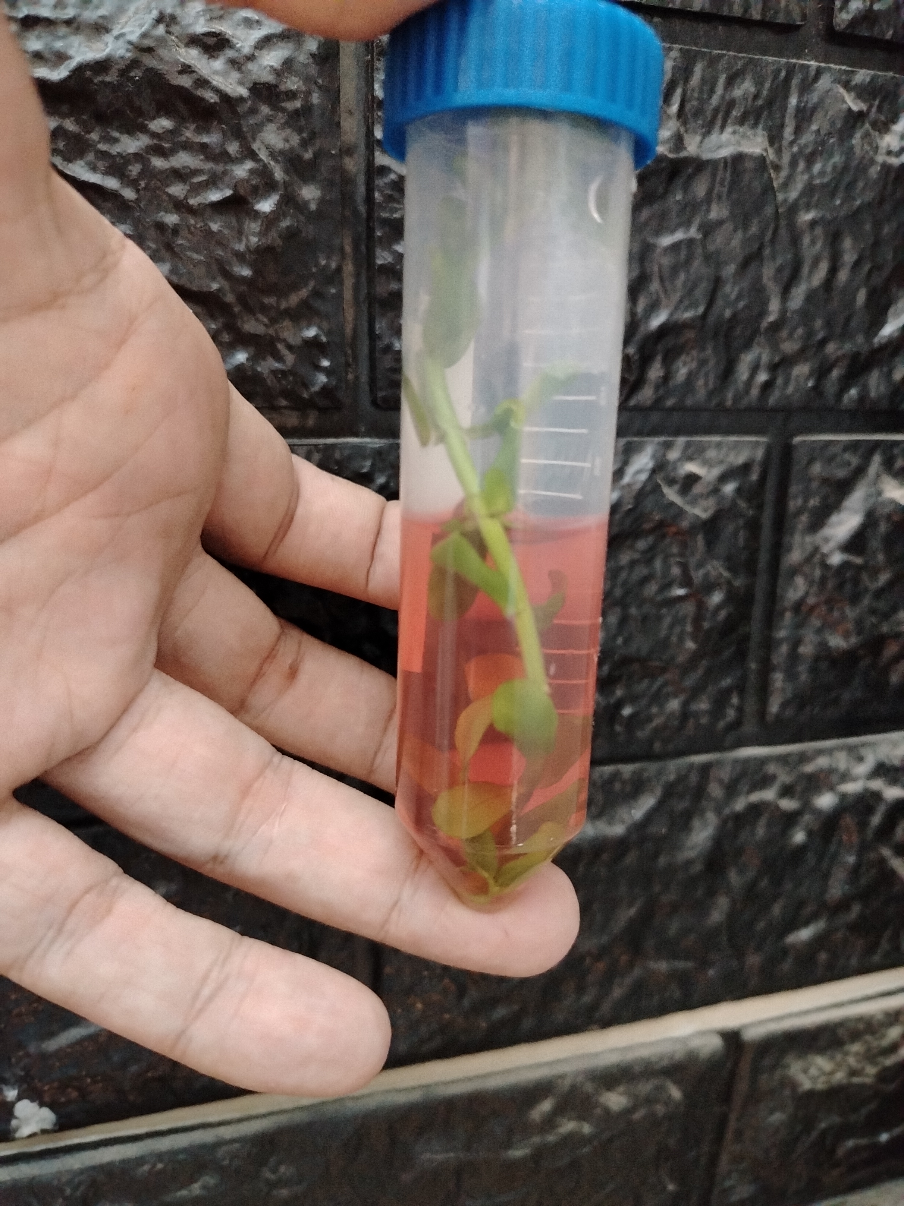 ورقة تجربة تنفس النبات